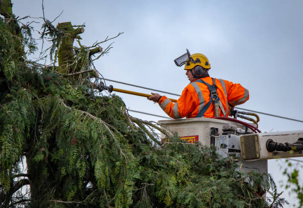 Best Root Management and Removal  in Whiting, WI