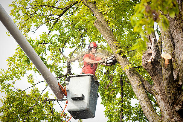 Best Arborist Consultation Services  in Whiting, WI