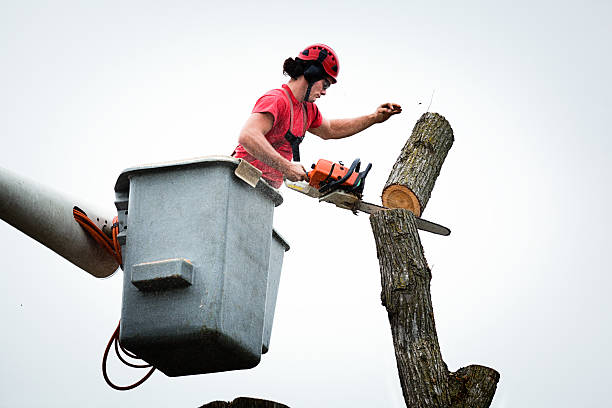 Best Seasonal Cleanup  in Whiting, WI