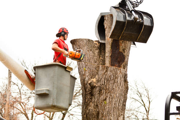 Reliable Whiting, WI Tree Services Solutions